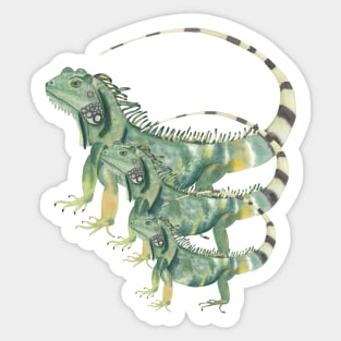 Iguanas design Sticker